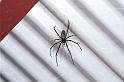Nephila_pilipes_RF0428_Z_78_Palmerstone park_Australie